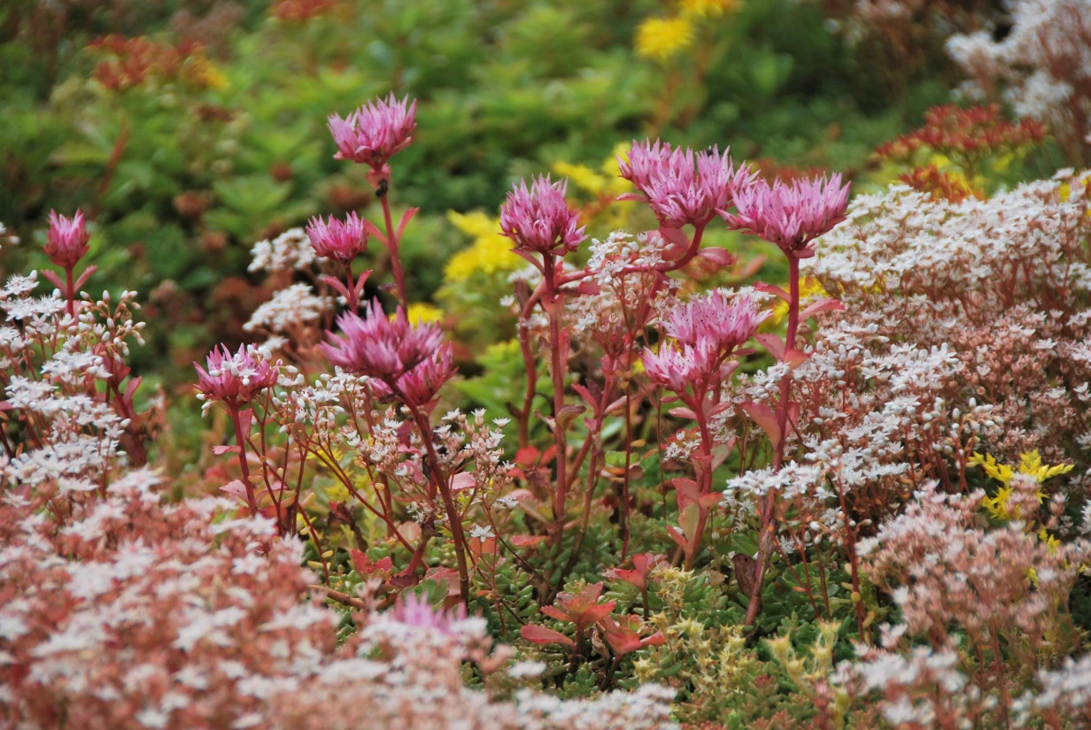 Sedum Click 'n Go Lichtgewicht 37.3 x 57.3 cm - Afbeelding 5